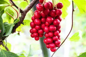 schisandra adaptogen